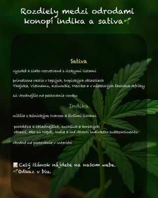 ✨ Indica vs. Sativa – vieš, čím sa líšia? Objav rozdiely a zisti, ktorá odroda je pre teba tá pravá 👉 odkaz v bio.